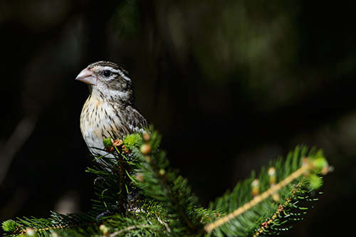 Red Breasted Grosbeak