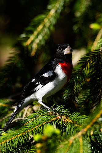 Red Breasted Grosbeak