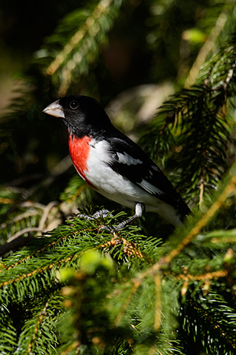 Red Breasted Grosbeak