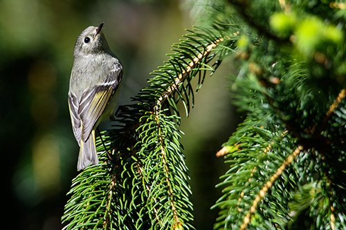 Ruby Crowned Kinglet "Over the Shoulder"