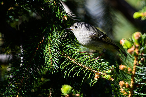 Ruby Crowned Kinglet