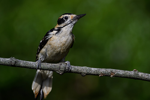 Hairy Woodpecker about to hit the feeder