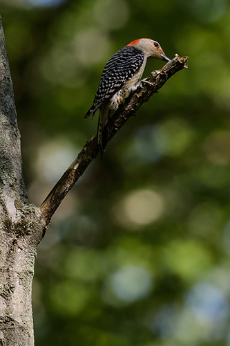 Red Bellied Woodpecker