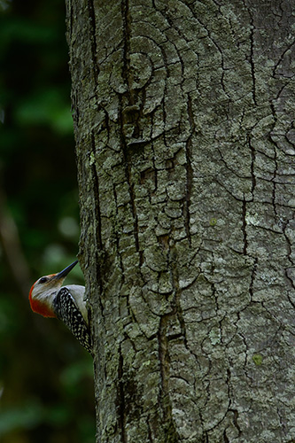 Red Bellied Woodpecker Peek-A-Boo