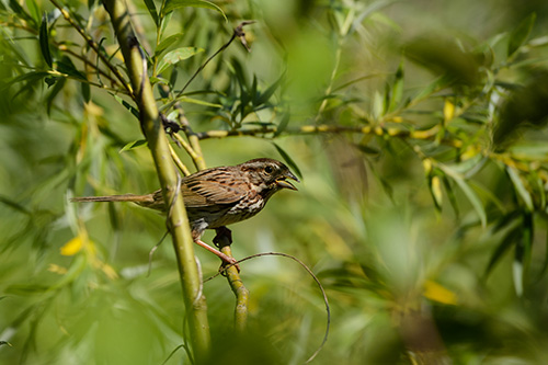 Chipping Sparrow