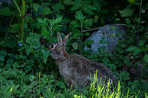 Eastern Cottontail