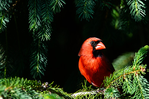 Northern Cardinal Male Hiding in Spruce Tree