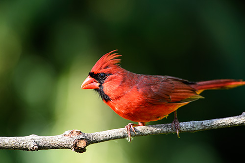 Northern Cardinal Male on Perch