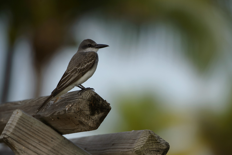 Gray Kingbird on Fence