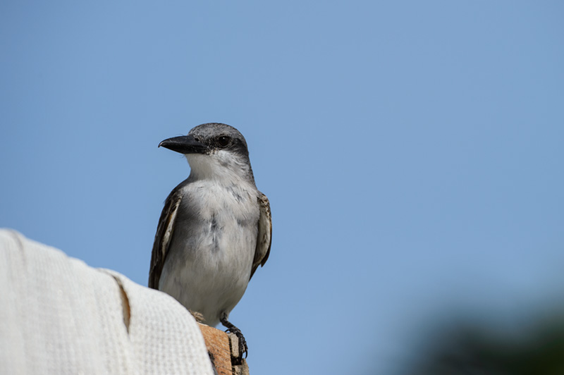 Gray Kingbird Pose