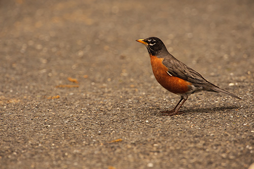 american robin connecticut s state bird vincent american robin connecticut s state bird vincent