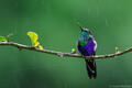 Violet Crowned Wood-Nymph in the Rain