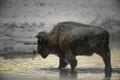 Bison Crossing Stream at Dawn