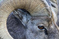 Sheep Eye