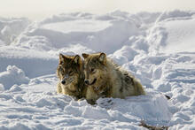 Two Grey Wolves Resting