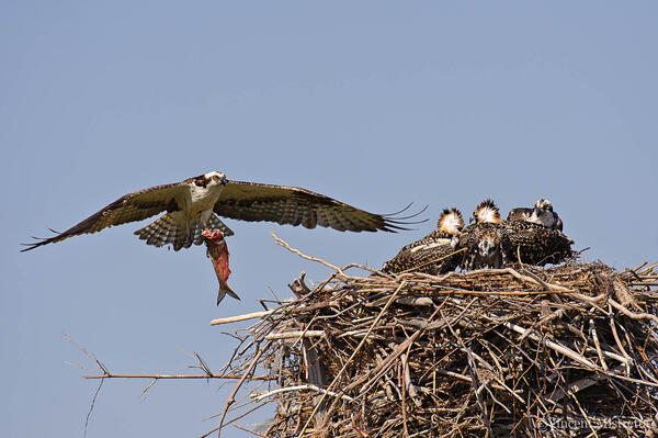 Osprey Super