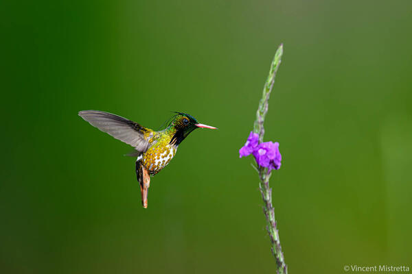 Costa Rica's Crown Jewel: The Black-Crested Coquette