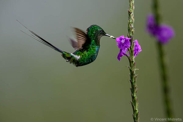 Green Thorntail Pollination