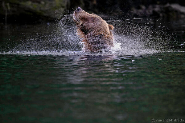 Salmon Snorkel Shake