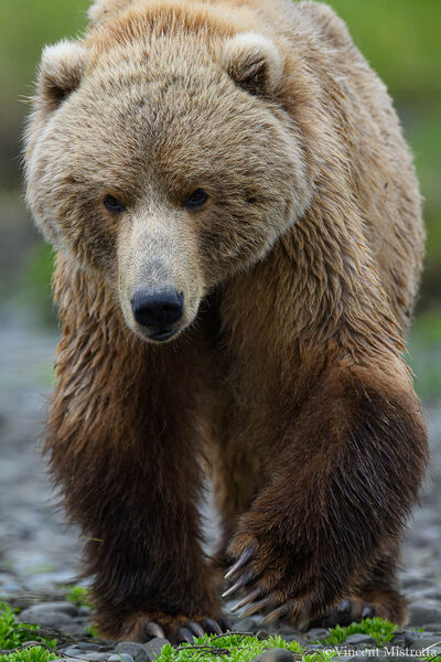 Nosy Bear