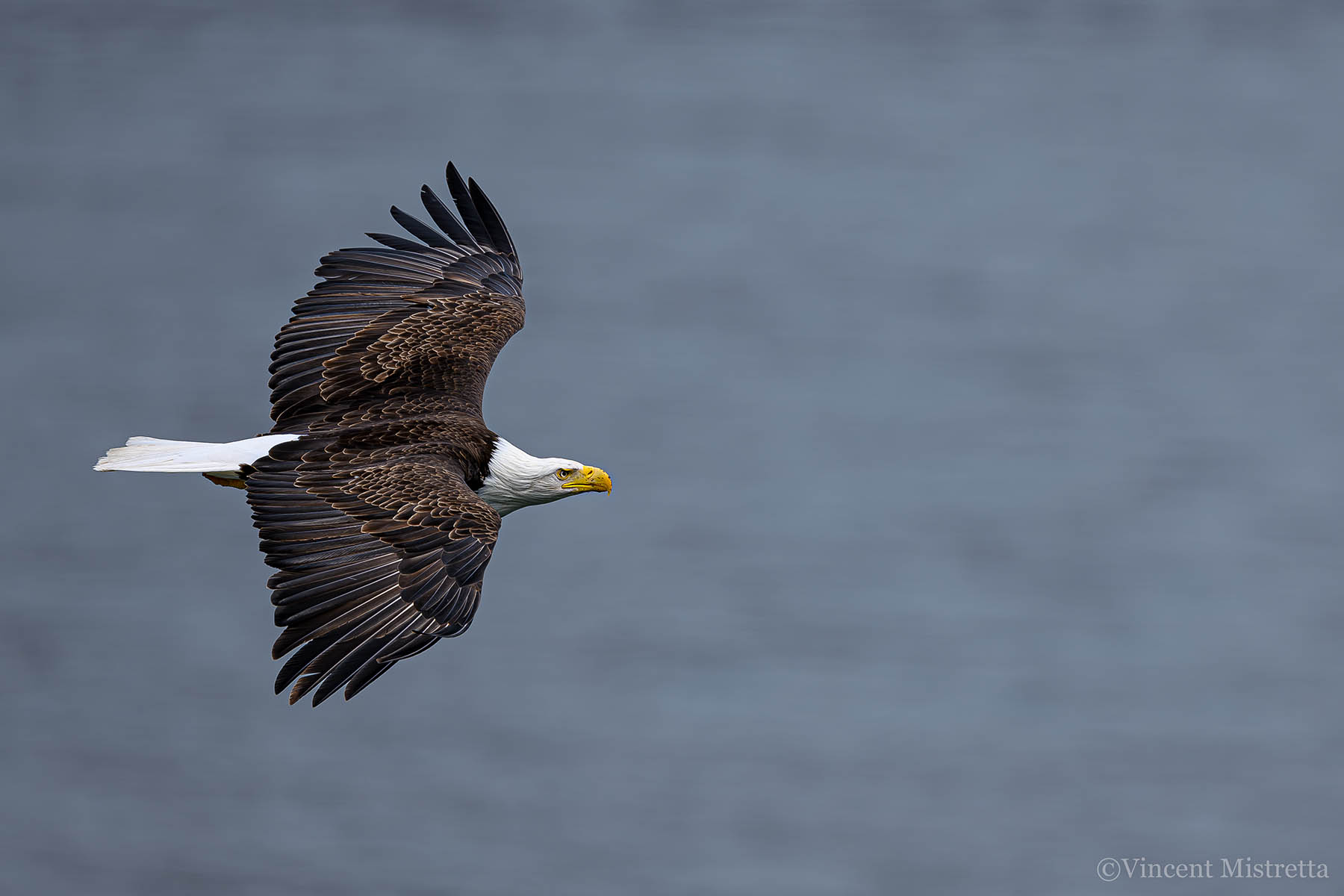 Eagle soaring over Uganik Bay, Kodiak Alaska