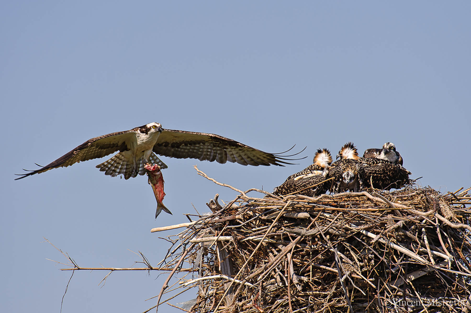 Osprey Returning to Nest with Fish for Chicks
