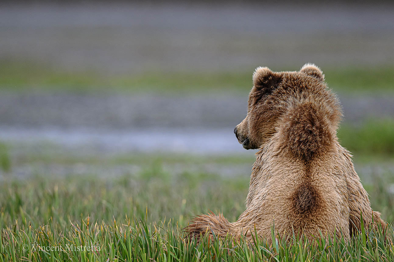 Bear Gaze Kodiak Brown Bear with back to you looking out at mud flats.