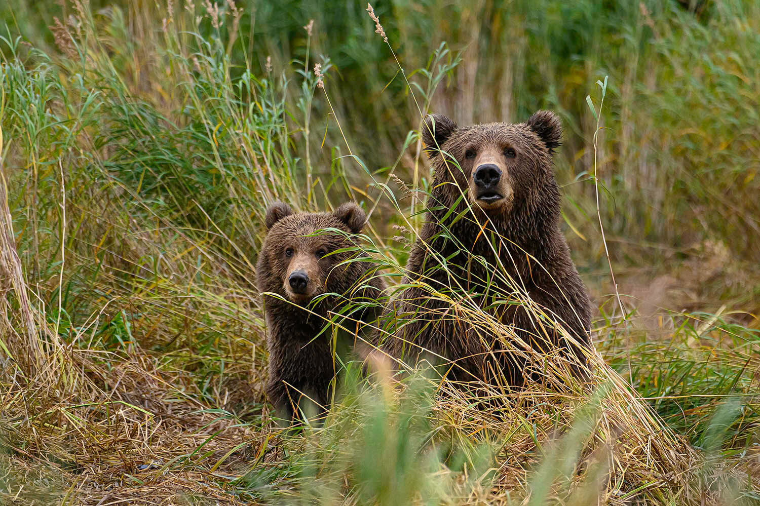 Mom, Who's That? Kodiak Brown Bear Cub Peers Around Mother