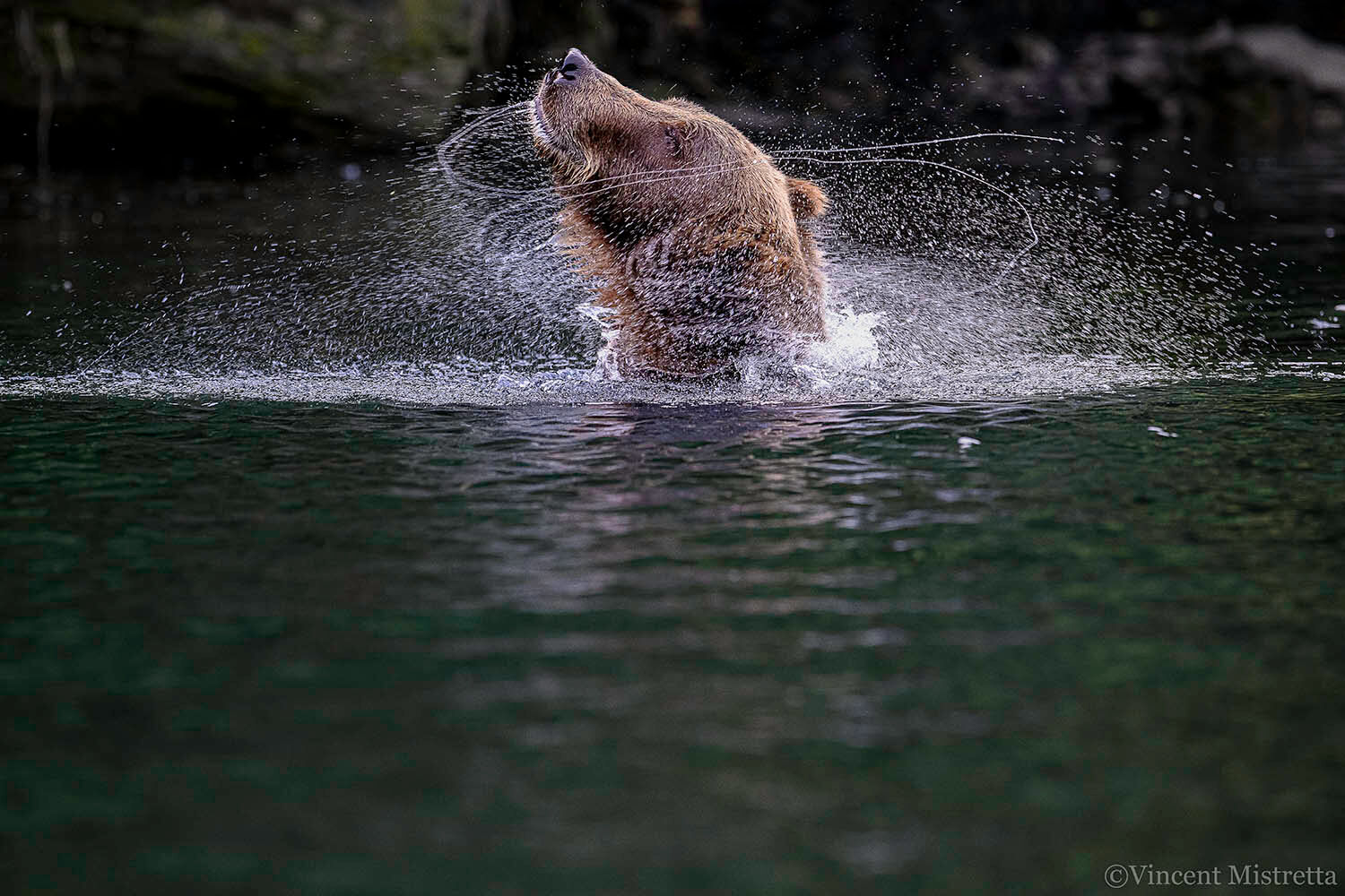 Salmon Snorkel Shake