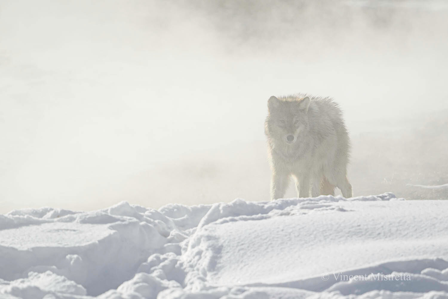 grey wolf in mist