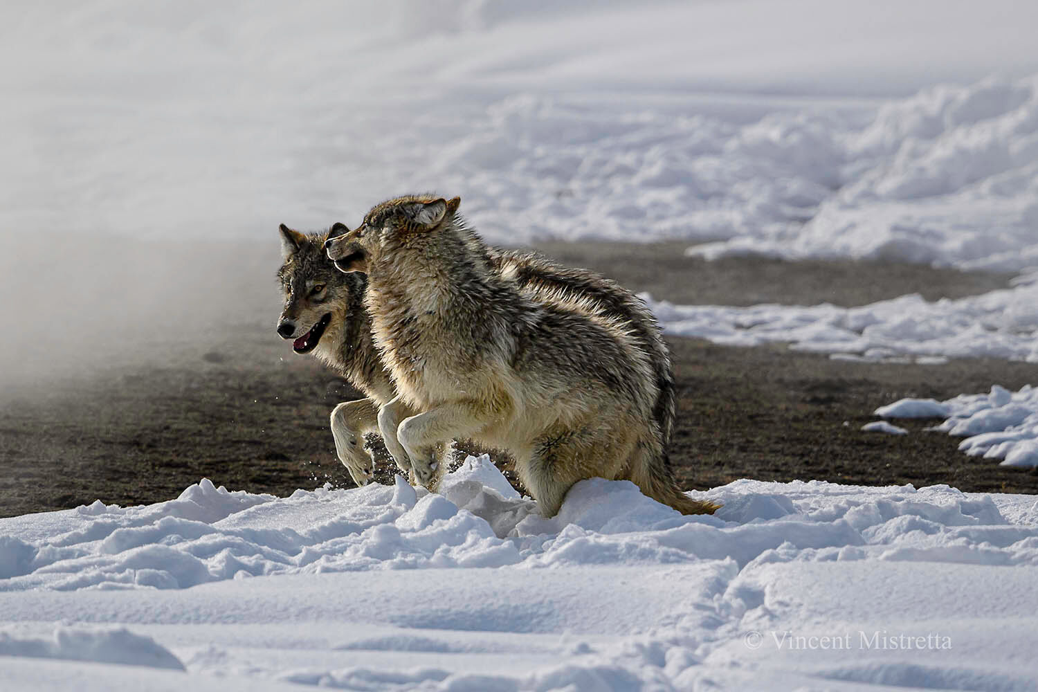 Two juvenile Grey Wolves playing near a hot spring and recent Bison kill.