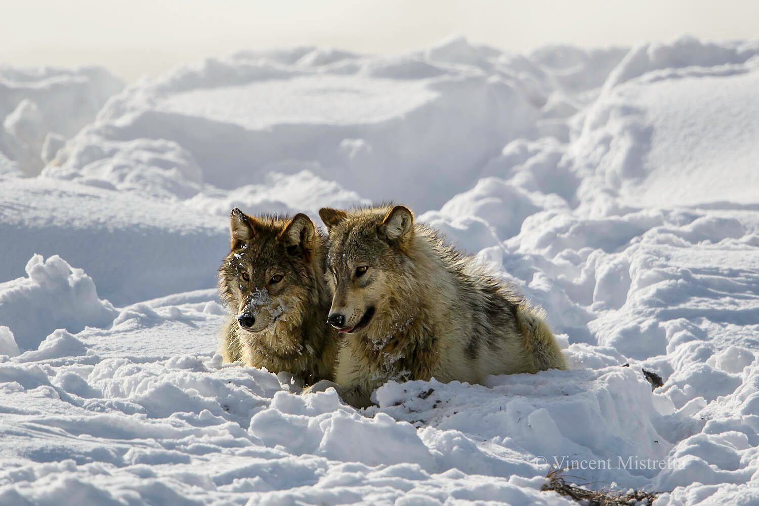 Two Grey Wolves resting after eating their fill of a Bison recently killed by their pack.